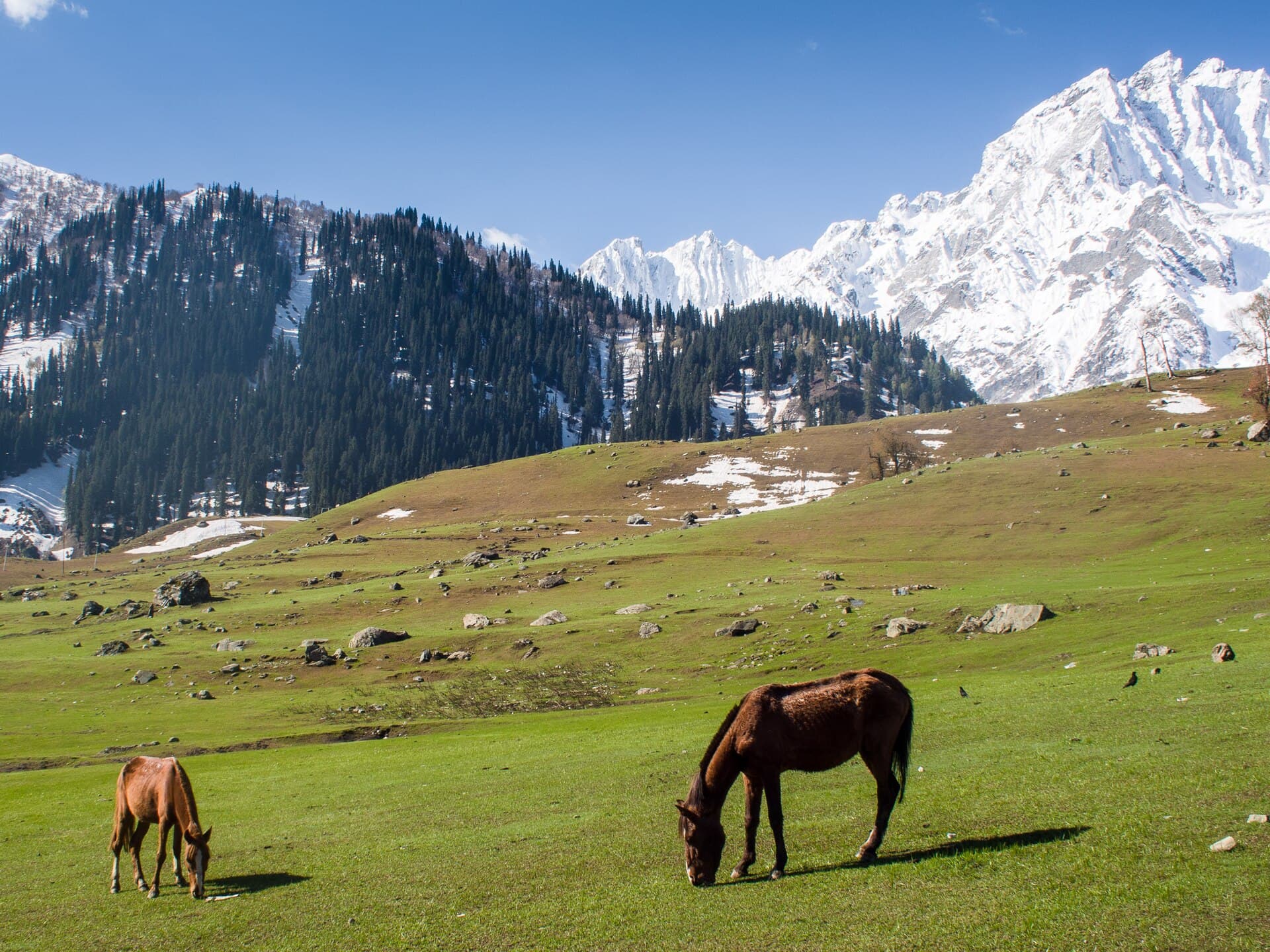 Open meadows and mountains at Sonamarg in Kashmir